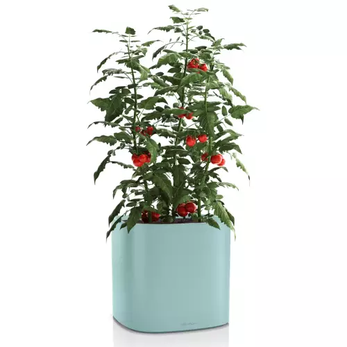 Doniczka Lechuza Pila 35 zielony pastelowy z krzewem pomidorów