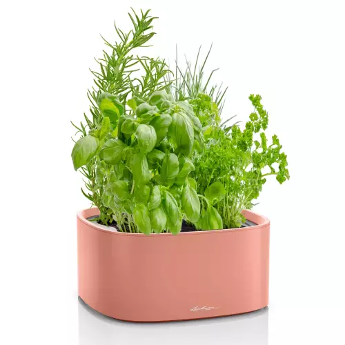 Misa na zioła Pila kolorze koralowym z ziołami