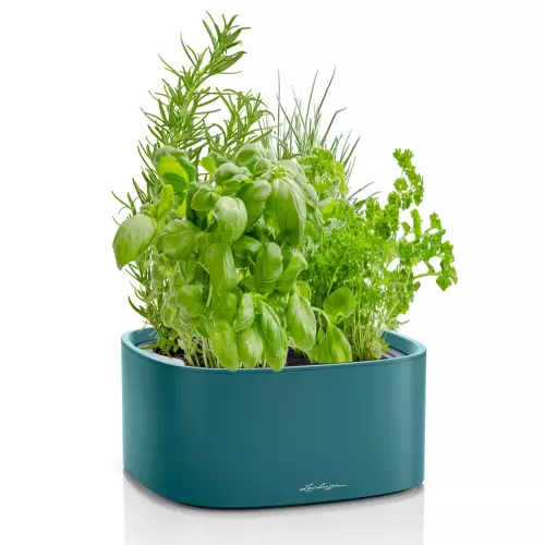 Misa na zioła Pila w turkusowym kolorze z ziołami