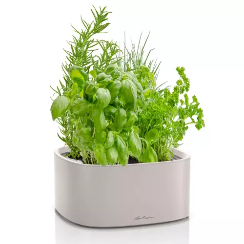 Misa na zioła Pila w jasnym brązowym kolorze z ziołami