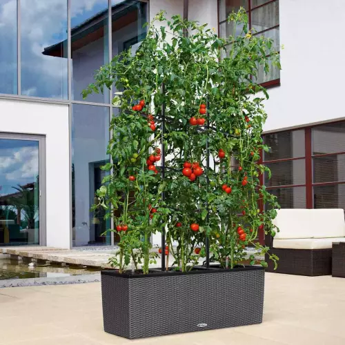 Pomidory w donicy Trio Cottage ze stelażem