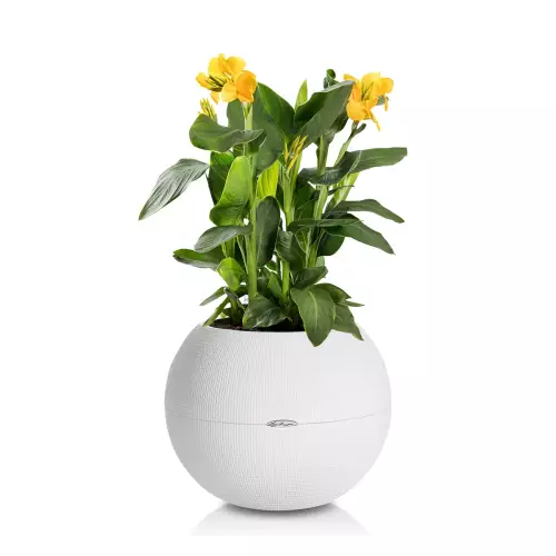 Kanna żółta w białej donicy Lechuza Puro Color 50