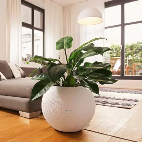 Filodendron w białej donicy Puro Color 50 w salonie