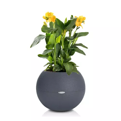 Kanna żółta w szarej donicy Lechuza Puro Color 50