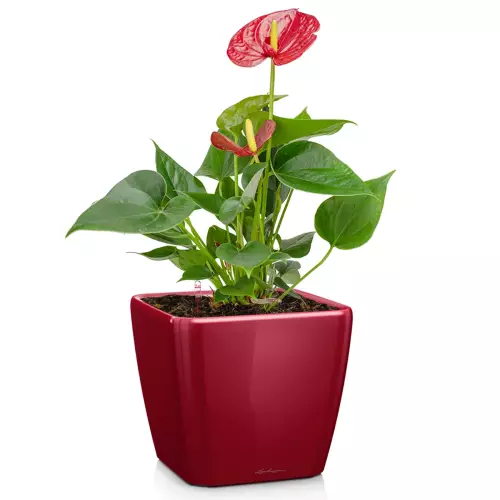 Donica Lechuza Quadro LS 21 w kolorze czerwony połysk z anturium