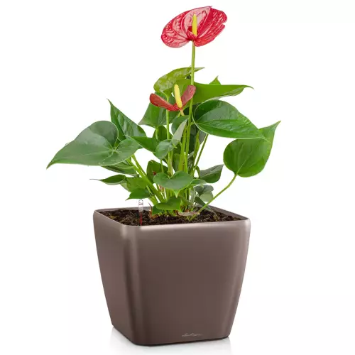 Donica Lechuza Quadro LS 21 w kolorze espresso metalik z anturium