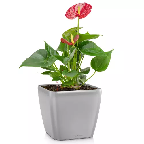 Donica Lechuza Quadro LS 21 w kolorze srebrny metalik z anturium