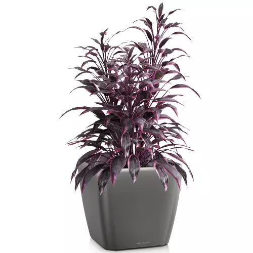 Donica Lechuza Quadro LS 28 w kolorze antracyt metalik z kordylią