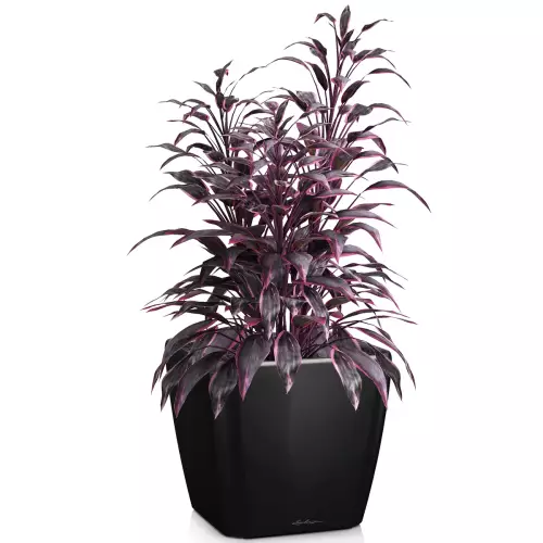 Donica Lechuza Quadro LS 28 w kolorze czarny połysk z kordyliną