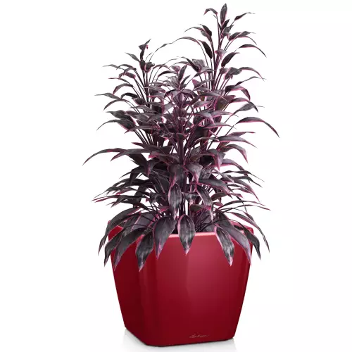 Donica Lechuza Quadro LS 28 w kolorze czerwony połysk z kordyliną