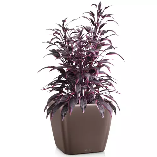 Donica Lechuza Quadro LS 28 w kolorze espresso metalik z kordyliną