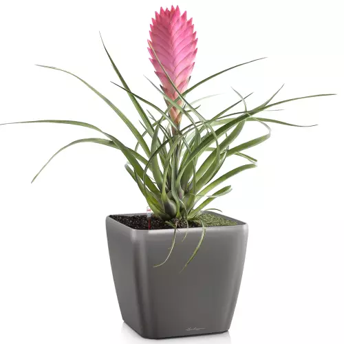 Donica Lechuza Quadro LS 35 w kolorze antracyt metalik z bromelią