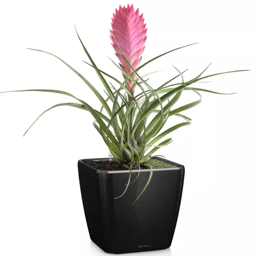 Donica Lechuza Quadro LS 35 w kolorze czarny połysk z bromelią