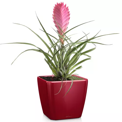 Donica Lechuza Quadro LS 35 w kolorze czerwony połysk z bromelią