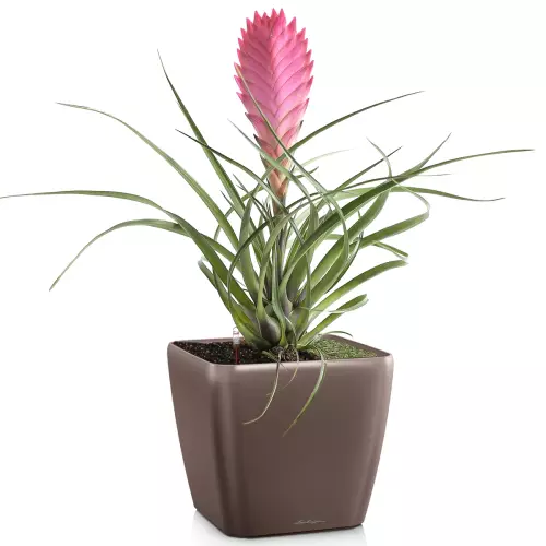 Donica Lechuza Quadro LS 35 w kolorze espresso metalik z bromelią