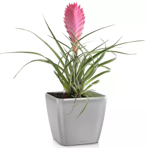 Donica Lechuza Quadro LS 35 w kolorze srebrny metalik z bromelią