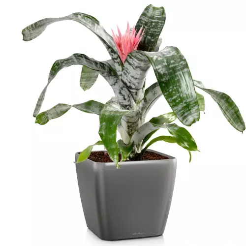 Donica Lechuza Quadro LS 43 w kolorze antracyt metalik z echmeą