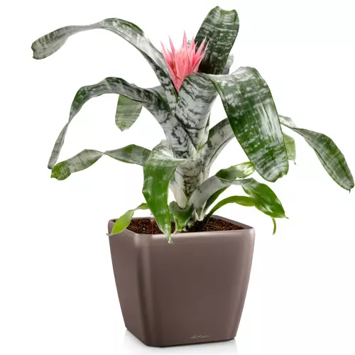 Donica Lechuza Quadro LS 43 w kolorze espresso metalik z echmeą