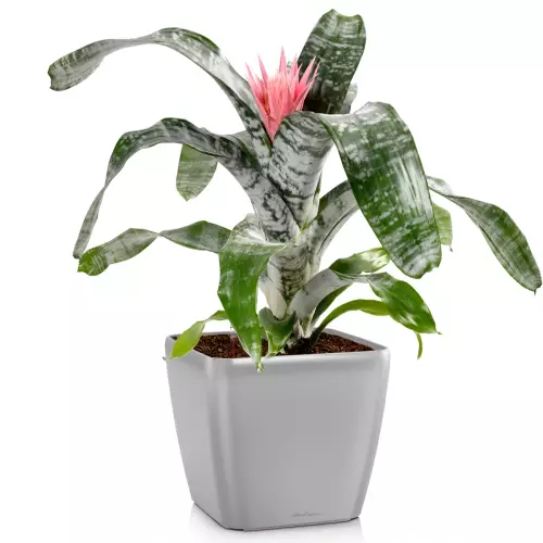 Donica Lechuza Quadro LS 43 w kolorze srebrny metalik z echmeą