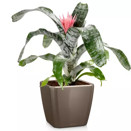 Donica Lechuza Quadro LS 43 w kolorze taupe połysk z echmeą