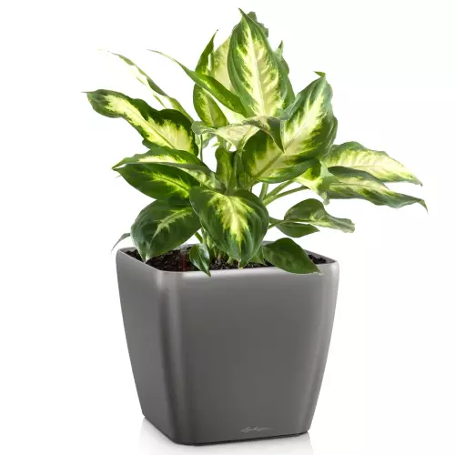 Donica Lechuza Quadro LS 50 w kolorze antracyt metalik z dieffenbachią