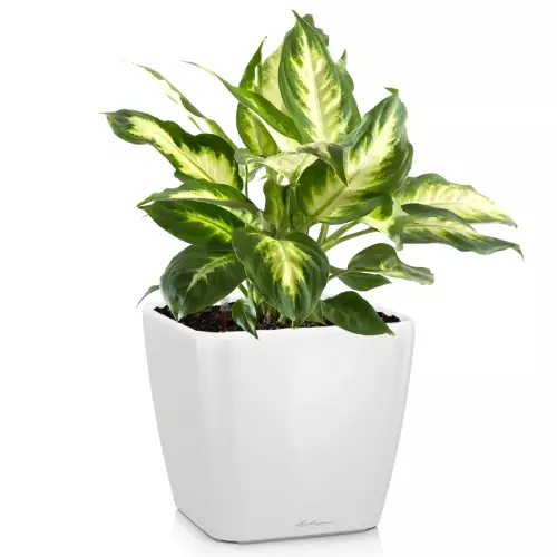 Donica Lechuza Quadro LS 50 w kolorze biały połysk z dieffenbachią