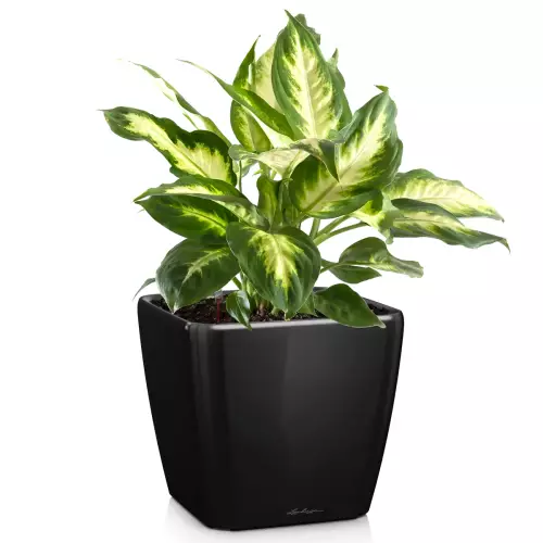 Donica Lechuza Quadro LS 50 w kolorze czarny połysk z dieffenbachią