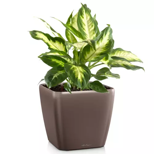 Donica Lechuza Quadro LS 50 w kolorze espresso metalik z dieffenbachią