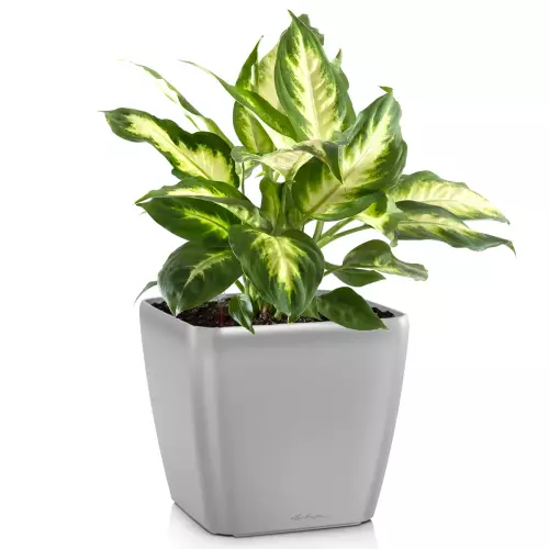 Donica Lechuza Quadro LS 50 w kolorze srebrny metalik z dieffenbachią