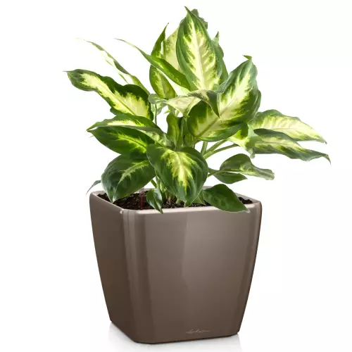 Donica Lechuza Quadro LS 50 w kolorze taupe połysk z dieffenbachią