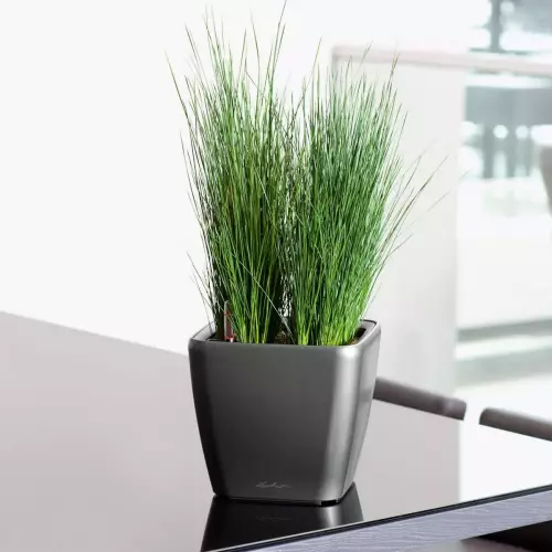 Trawa ozdobna w antracytowej donicy Quadro LS w biurze