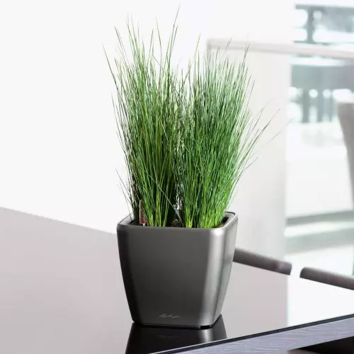 Trawa ozdobna w antracytowej donicy Quadro LS w biurze
