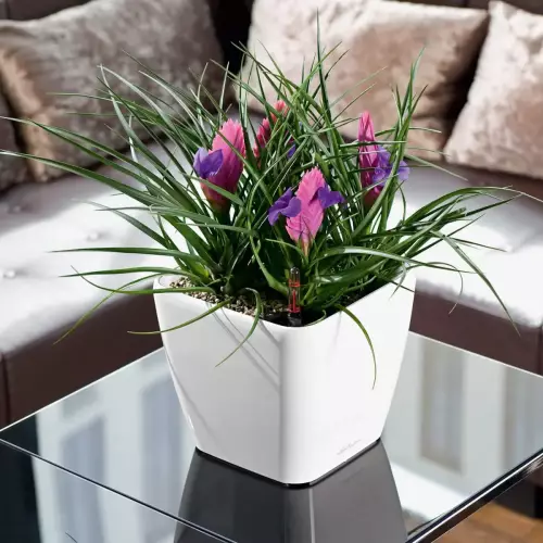 Tilliandsia w białej donicy Quadro LS 21
