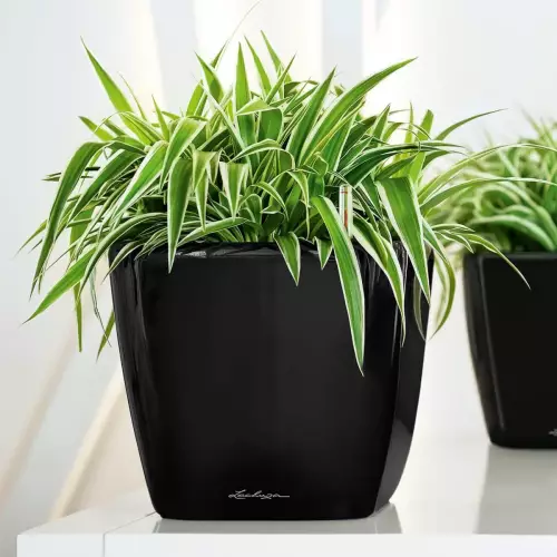 Zielistka w czarnej donicy Quadro LS 21