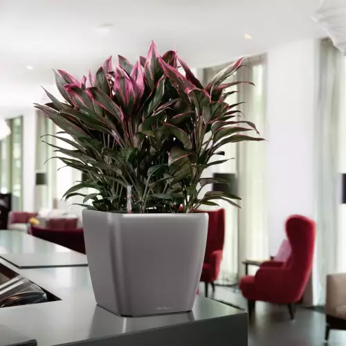 Kordylia w antracytowej donicy Quadro LS w biurze