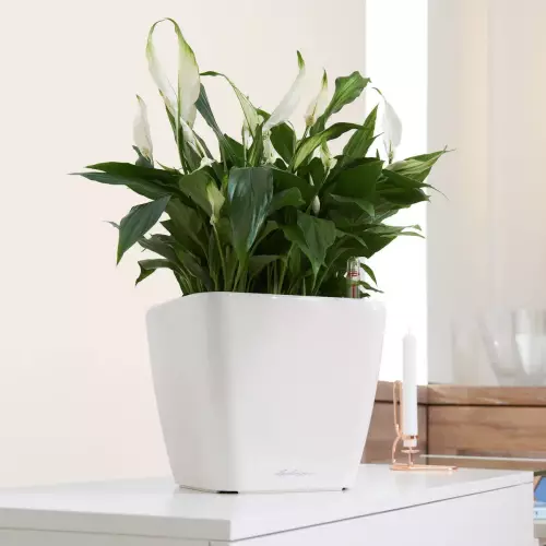 Skrzydłokwiat w białej donicy Quadro LS 28