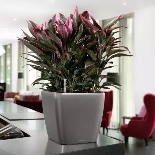 Kordylia w srebrnej donicy Quadro LS 28 w biurze