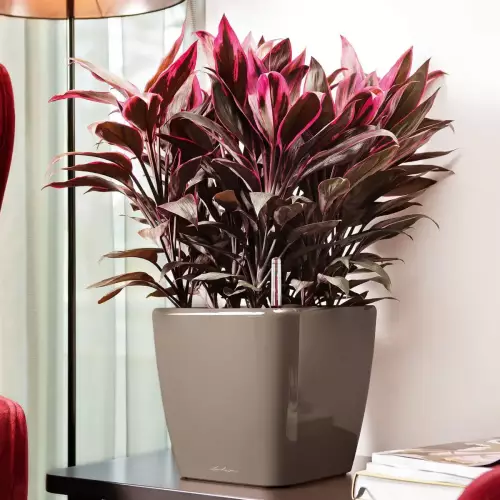 Kordylia w donicy Quadro LS kolor taupe w biurze