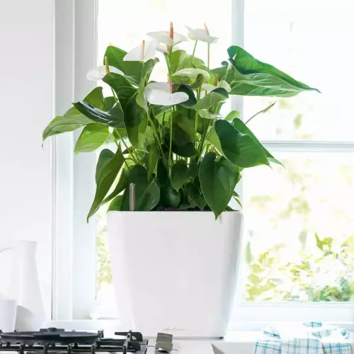 Białe Anthurium w białej donicy Quadro LS 35 na blacie kuchennym