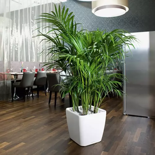 Palma Areca w białej donicy Quadro LS 43