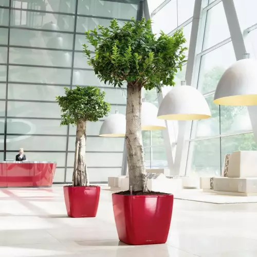 Fikus w czerwonej donicy Lechuza Quadro LS 50