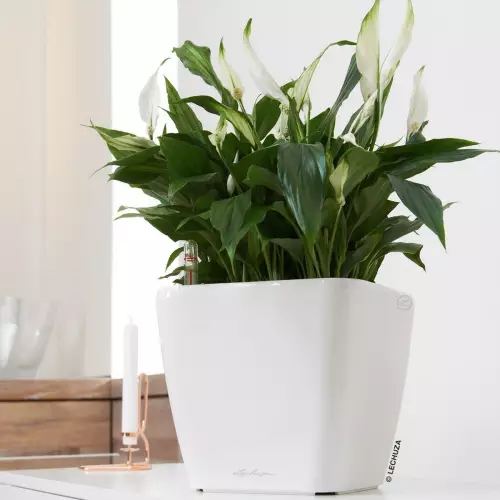 Skrzydłokwiat w białej donicy Quadro LS