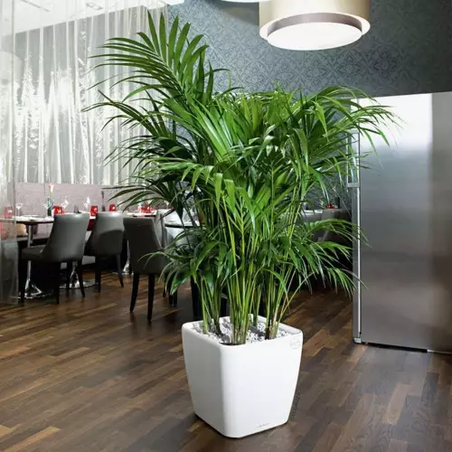 Palma Areca w białej donicy Quadro LS