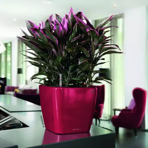 Kordylia w czerwonej donicy Quadro LS w biurze