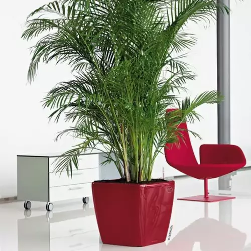Palma Areca w czerwonej donicy Quadro LS