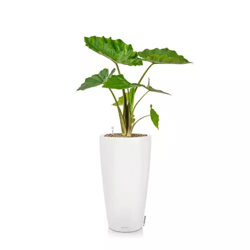 Donica Lechuza RONDO 32/56 biały mat