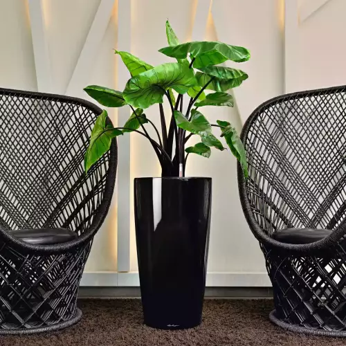 Alokazja w czarnej donicy Lechuza Rondo 32