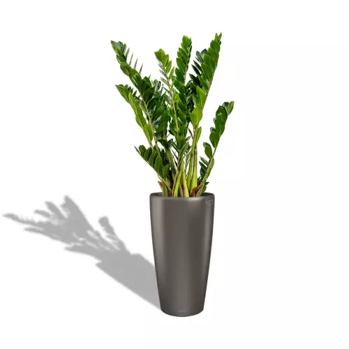 Zamioculcas w antracytowej donicy Lechuza Rondo 40