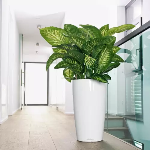 Difenbachia w białej donicy Rondo w salonie