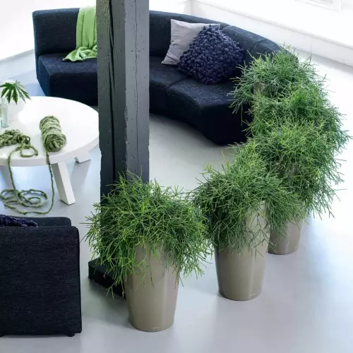 Rhipsalis w donicach Rondo w kolorze taupe w części reprezentacyjnej budynku